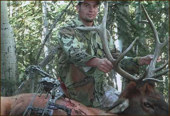 Archery Elk